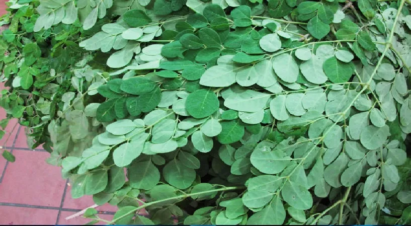 മുരിങ്ങയിലയുടെ അത്ഭുതപ്പെടുത്തുന്ന ആരോഗ്യ ഗുണങ്ങള്