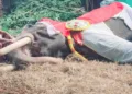 ചരിഞ്ഞ ആനയുടെ സമീപത്ത് ഉടമ ജയശ്രീ