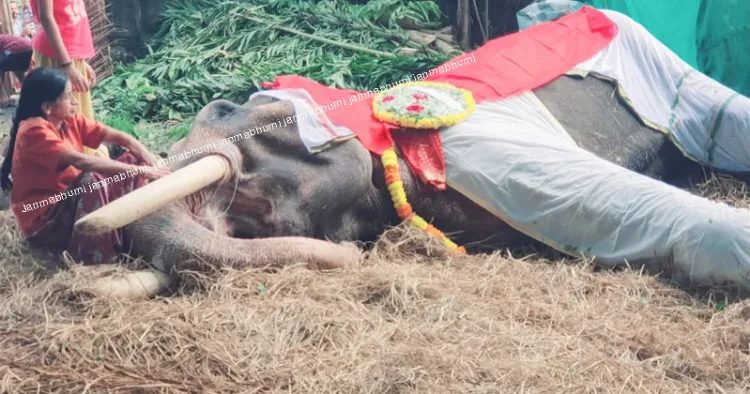 ചരിഞ്ഞ ആനയുടെ സമീപത്ത് ഉടമ ജയശ്രീ
