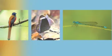 തീക്കാക്ക, ചോല പൊന്തത്തവിടന്‍, കാട്ടുപൂത്താലി