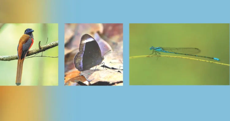 തീക്കാക്ക, ചോല പൊന്തത്തവിടന്‍, കാട്ടുപൂത്താലി