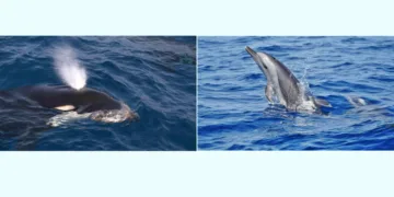 സിഎംഎഫ്ആര്‍ഐ പഠനത്തിനിടെ കണ്ടെത്തിയ കൊലയാളി തിമിംഗലവും ഡോള്‍ഫിനും