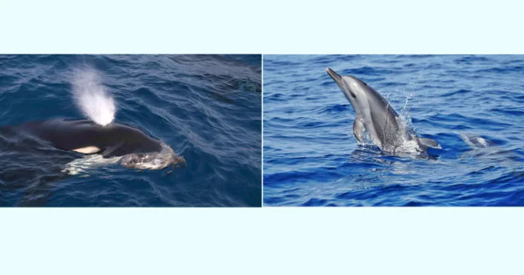 സിഎംഎഫ്ആര്‍ഐ പഠനത്തിനിടെ കണ്ടെത്തിയ കൊലയാളി തിമിംഗലവും ഡോള്‍ഫിനും