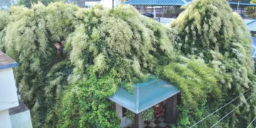 ചാത്തന്നൂര്‍ മാമ്പള്ളിക്കുന്നം ഷാജി നിവാസില്‍ ഷാജിയുടെ വീട്ടിലെ മണിമുല്ലച്ചെടികള്‍