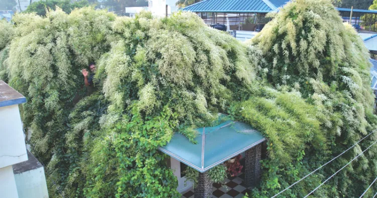 ചാത്തന്നൂര്‍ മാമ്പള്ളിക്കുന്നം ഷാജി നിവാസില്‍ ഷാജിയുടെ വീട്ടിലെ മണിമുല്ലച്ചെടികള്‍