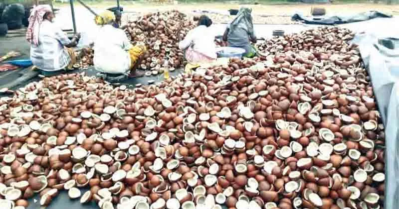 ചൂടില്‍ പൊള്ളി സര്‍വമേഖലയും; കാര്‍ഷികമേഖലയില്‍ വലിയ പ്രതിസന്ധി, കര്‍ഷകര്‍ ദുരിതത്തില്‍, പാലിന് വില കൂടും