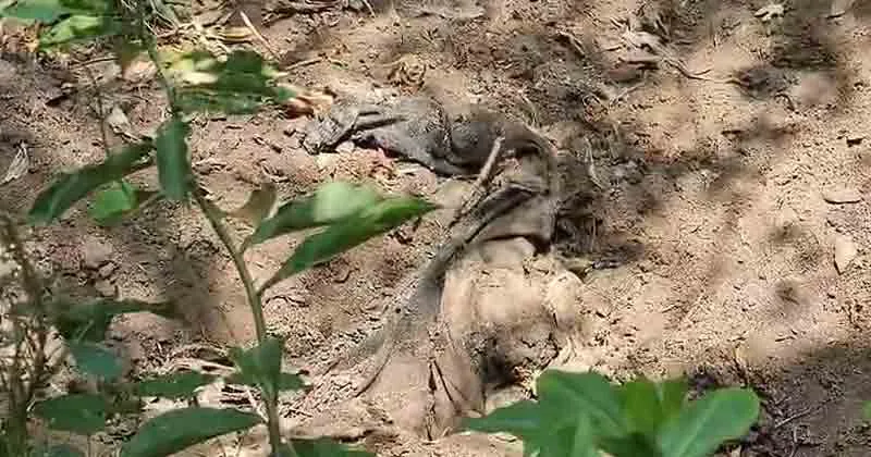 അമ്മയേയും മകനേയും കൊന്ന് കുഴിച്ചുമൂടിയെന്ന് സംശയം; വീട്ടുവളപ്പിൽ കുഴിച്ചിട്ട നിലയില്‍ ശരീരഭാഗങ്ങള്‍