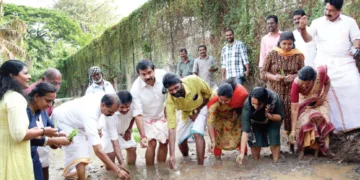 ശ്രീപത്മനാഭസ്വാമി ക്ഷേത്രത്തിലെ നിറപുത്തരിക്കായി പുത്തരിക്കണ്ടത്ത് മേയര്‍ വി.വി. രാജേഷിന്റെ നേതൃത്വത്തില്‍ ഞാറ് നടുന്നു