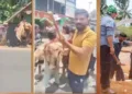 ആടിന്റെ തലയറുത്ത് കെട്ടിത്തൂക്കി മുസ്ലിംലീഗിന്റെ തെരഞ്ഞെടുപ്പ് വിജയാഹ്ലാദപ്രകടനം, കാസര്‍കോട് കെ. സുരേന്ദ്രന്റെ പ്രചാരണ ബോര്‍ഡുകള്‍ ബോംബെറിഞ്ഞ് തകര്‍ത്ത നിലയില്‍