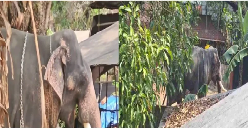 ക്ഷേത്രത്തിൽ എത്തിച്ച ആനയെ കുളത്തിൽ കുളിപ്പിക്കാൻ കൊണ്ടുപോയപ്പോൾ വിരണ്ടു: ലോറി ഡ്രൈവറെ ചവിട്ടി കൊന്നു, രണ്ടാം പാപ്പാന് ഗുരുതര പരിക്ക്