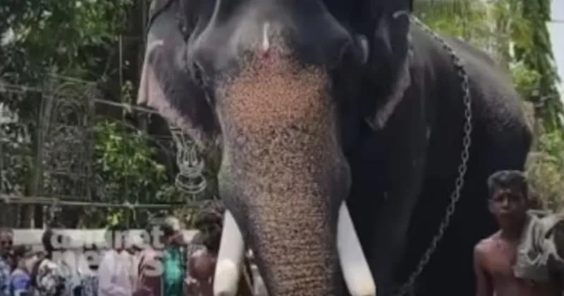 ഇരിങ്ങാലക്കുട കൂടല്‍മാണിക്യം ക്ഷേത്രത്തില്‍ ഉത്സവത്തിനെത്തിച്ച മച്ചാട് ഗോപാലന്‍ ഇടഞ്ഞു
