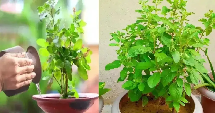 വീട്ടിൽ തുളസിച്ചെടി ഉണ്ടോ? ലക്ഷപ്രഭു ആകാം,​ ഇങ്ങനെ ചെയ്ത് നോക്കൂ