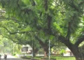 ഫോര്‍ട്ട്‌കൊച്ചിയിലെ കനോപ്പി വൃക്ഷനിരകള്‍