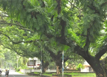 ഫോര്‍ട്ട്‌കൊച്ചിയിലെ കനോപ്പി വൃക്ഷനിരകള്‍