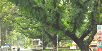 ഫോര്‍ട്ട്‌കൊച്ചിയിലെ കനോപ്പി വൃക്ഷനിരകള്‍