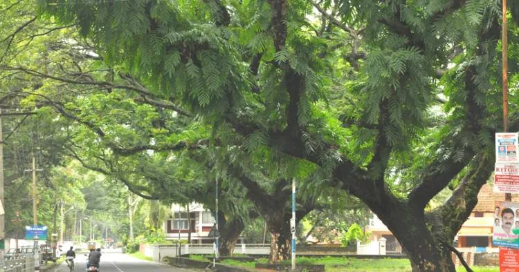 ഫോര്‍ട്ട്‌കൊച്ചിയിലെ കനോപ്പി വൃക്ഷനിരകള്‍