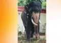 കൊമ്പുകള് വളര്ന്ന് വളഞ്ഞ തുമ്പിക്കൈ അനക്കാന് വയ്യാതായ ഗജരാജന് ജയരാജന്