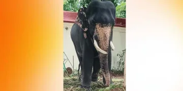 കൊമ്പുകള്‍ വളര്‍ന്ന് വളഞ്ഞ തുമ്പിക്കൈ അനക്കാന്‍ വയ്യാതായ ഗജരാജന്‍ ജയരാജന്‍