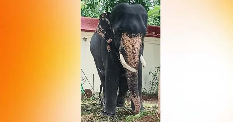 കൊമ്പുകള്‍ വളര്‍ന്ന് വളഞ്ഞ തുമ്പിക്കൈ അനക്കാന്‍ വയ്യാതായ ഗജരാജന്‍ ജയരാജന്‍