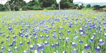 ജൈവവൈവിധ്യ കലവറയായ മാടായിപ്പാറയില്‍ ഓണക്കാലത്ത് ഏക്കര്‍ കണക്കിന് സ്ഥലത്ത് പൂവിടുന്ന കാക്കപ്പൂവ് (ഫയല്‍ ചിത്രം)