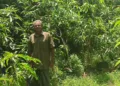 ശങ്കരന്‍ നമ്പൂതിരി തന്റെ കൃഷിയിടത്തില്‍