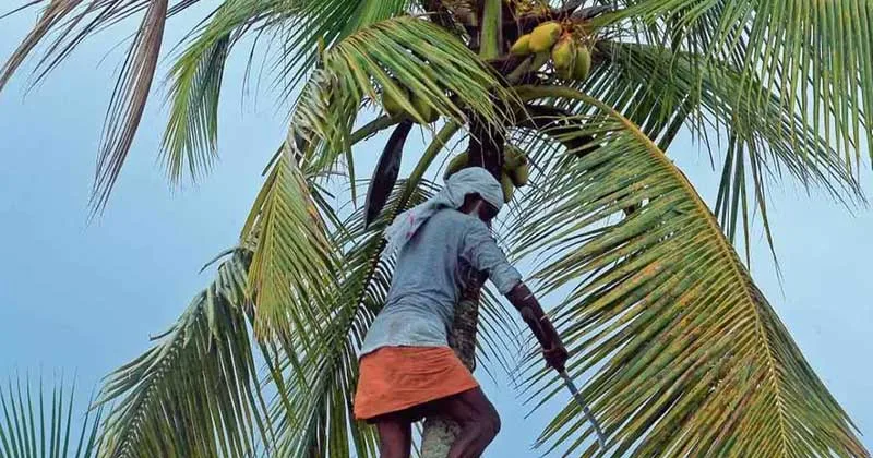 തെങ്ങുകയറാന് ഹെല്മറ്റുണ്ടോ?, സുരക്ഷാ ബെല്റ്റുണ്ടോ? തൊഴില് നിയമങ്ങള് കര്ശനമാക്കുന്നു