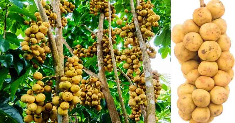 ‘ഡുകോങ്’ചാലിശ്ശേരിയിലും വിളയും; നാട്ടില് ആദ്യമായി വിളഞ്ഞ വിദേശപ്പഴം രുചിക്കാൻ മൊയ്തുണ്ണിയുടെ വീട്ടിൽ സന്ദർശകരുടെ തിരക്ക്