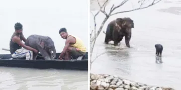 ടീസ്റ്റ നദിയില്‍ ഒഴുക്കില്‍പ്പെട്ട ആനക്കുട്ടിയെ മത്സ്യത്തൊഴിലാളികള്‍ രക്ഷപ്പെടുത്തുന്നു. രക്ഷപ്പെട്ട ആനക്കുട്ടി അമ്മയുടെ അടുത്തേക്ക് പോകുന്നു