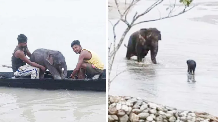 ടീസ്റ്റ നദിയില് ഒഴുക്കില്പ്പെട്ട ആനക്കുട്ടിയെ മത്സ്യത്തൊഴിലാളികള് രക്ഷപ്പെടുത്തുന്നു. രക്ഷപ്പെട്ട ആനക്കുട്ടി അമ്മയുടെ അടുത്തേക്ക് പോകുന്നു