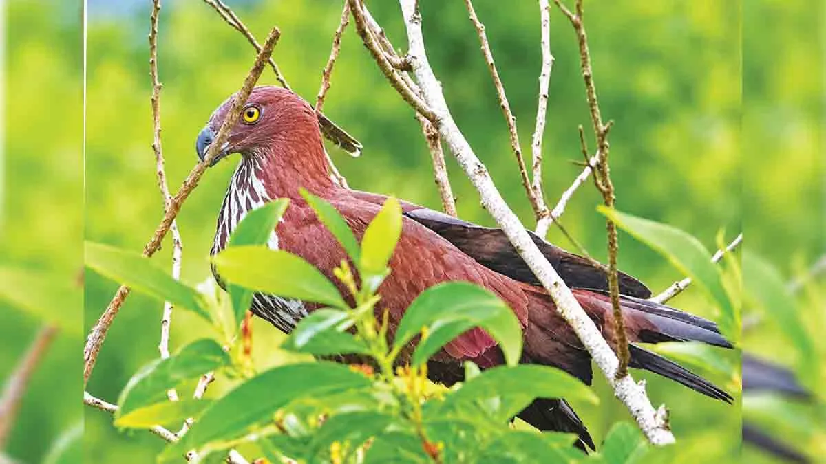 മാനാനിക്കുന്നിൽ വേട്ടയ്ക്കിറങ്ങി പരുന്തുകളിലെ ‘ബാഹുബലി’; കണ്ടെത്തിയത് വന്യജീവി ഫോട്ടോഗ്രാഫര് റിജോ ജോര്ജ്ജ്