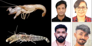 പുതിയ ചെമ്മീന് ഇനങ്ങളായ ആല്ഫിയസ് ഹരി, ആല്ഫിയസ് വെമ്പനാടി. ഡോ. ദീപക് ജോസ്, ഡോ. സമീറ ഷംസുദ്ദീന്, ഡോ. അക്ഷയ് ഉണ്ണികൃഷ്ണന്, കൈമകുളങ്ങര വിഷ്ണു