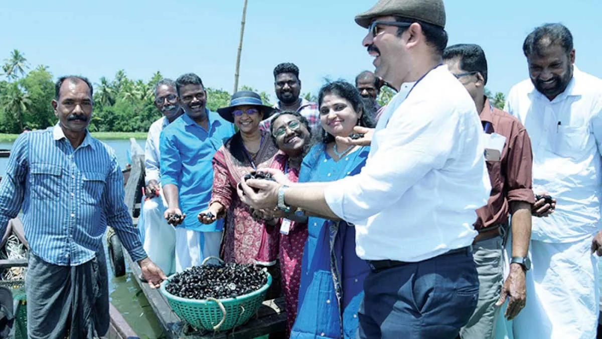 വേമ്പനാട് കായലില് കറുത്ത കക്കയ്ക്ക് പുതുജീവന്; വിത്ത് വിതച്ചതിന്റെ എട്ട് മടങ്ങോളം ഉത്പാദനം